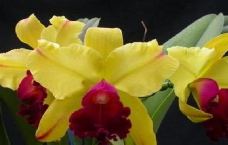 卡特兰的养殖方法 卡特兰的养殖方法和注意事项卡