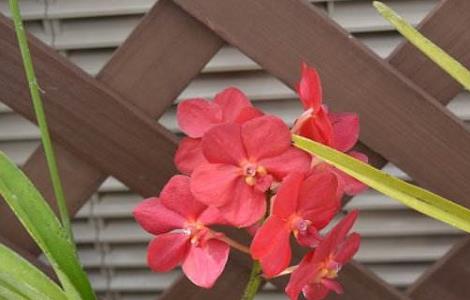 万代兰和千代兰的区别 万代兰和千代兰的区别图片