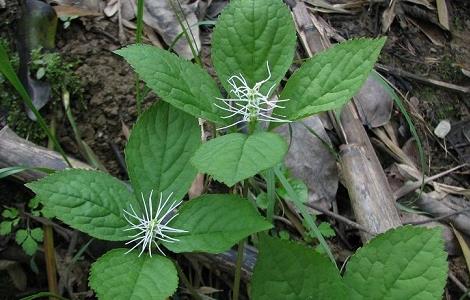 金粟兰的功效与作用（金粟兰的功效与作用及禁忌）