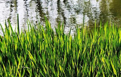 菖蒲冬季怎么养护 菖蒲冬季怎么养护和管理