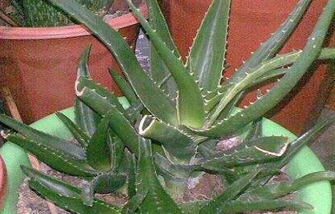 海虎兰芦荟有毒吗 海虎兰芦荟有什么用