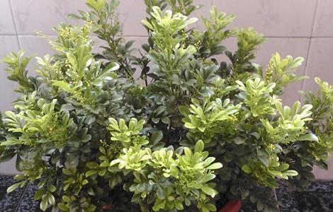 米兰叶子发黑怎么办 米兰叶子发黑怎么办用什么药