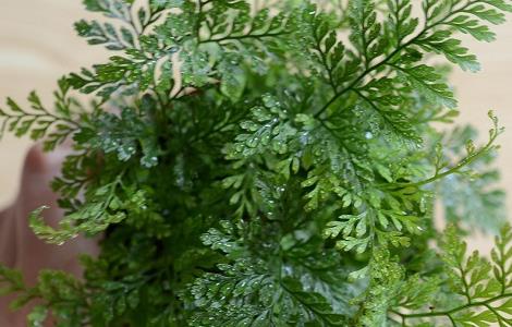 狼尾蕨的养殖方法和注意事项 狼尾蕨的风水寓意