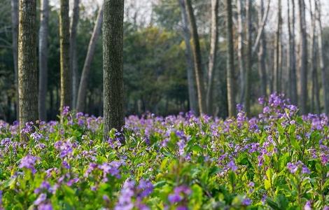 紫云英的功效与作用(紫云英的功效与作用及禁忌症)