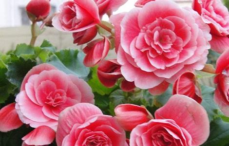 丽格海棠叶卷边是什么原因（丽格海棠叶边干卷）