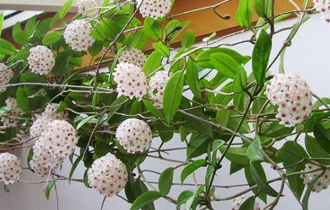 球兰有毒吗 绣球花为什么又叫死人花