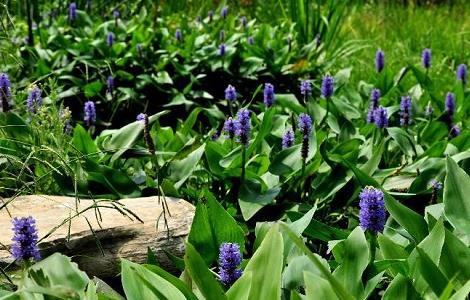 再力花与梭鱼草的区别