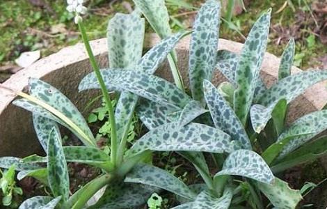 油点百合怎么养（油点百合的养殖方法和注意事项）