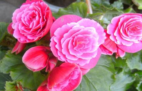 丽格海棠怎么摘心 丽格海棠怎么摘心图解