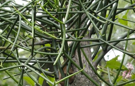 光棍树怎么养（光棍树怎么养才开花）