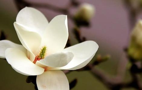玉兰花的功效和作用 玉兰花的功效和作用禁忌