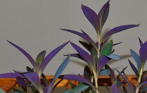 紫竹梅有毒吗 紫竹梅有毒吗 紫竹梅有什么作用