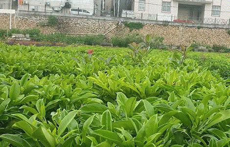 非洲茉莉的养殖方法和注意事项 非洲茉莉花图片