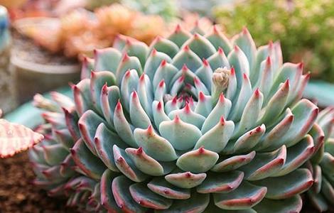 吉娃莲的养殖方法（吉娃莲的养殖方法和技术）