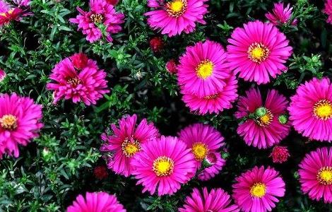 荷兰菊的养殖方法和注意事项 四季荷兰菊的养殖方法和注意事项