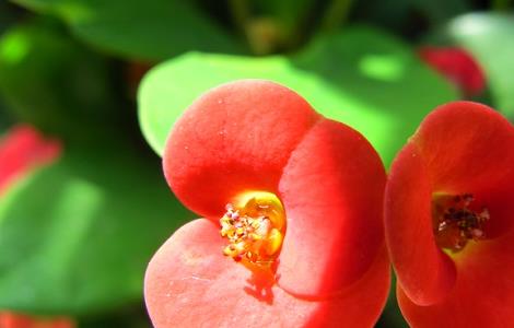 虎刺梅的养殖方法和注意事项 虎刺梅从风水讲家里养好不好