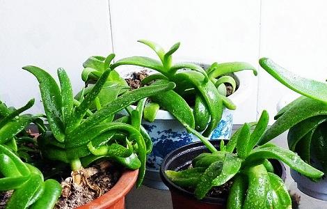 佛手掌叶子软是怎么了 佛手掌叶子发软怎么办