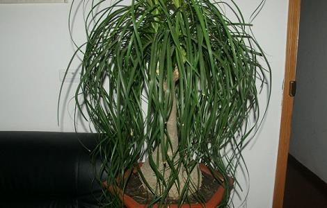 酒瓶兰烂根怎么救（酒瓶兰烂根怎么救活）