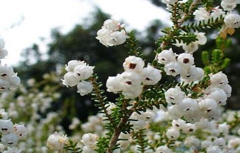 欧石楠老是掉叶子原因 欧石楠掉叶子怎么办