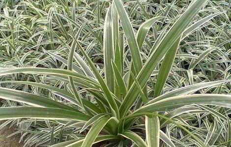 金边吊兰烂根怎么办 金边吊兰烂根怎么办用什么药