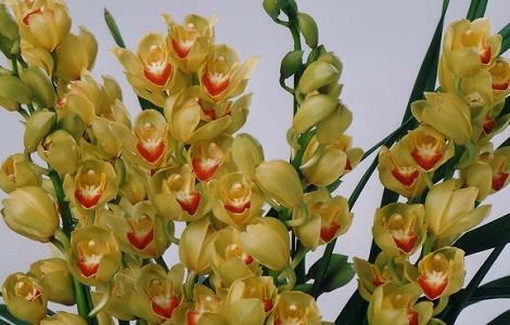 大花蕙兰烂根如何处理(大花蕙兰烂根如何处理图片)