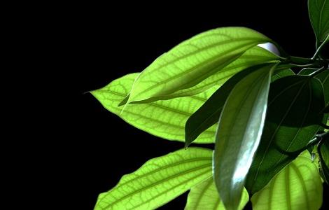 平安树烂根怎么办（平安树烂根怎么办?）