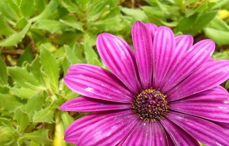 玛格丽特花怎么养 玛格丽特花怎么养怎么扦插