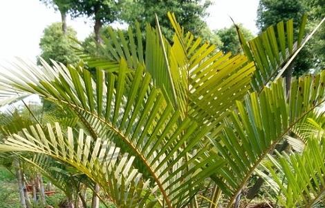 散尾葵叶子发黑干枯怎么办（散尾葵叶子发黑干枯怎么救）