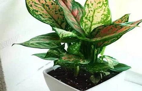 如意皇后叶子发黄怎么办（如意皇后黄叶了怎么办）