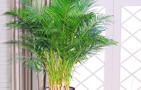 夏威夷椰子叶片发黄怎么办 夏威夷椰子树叶子黄了怎么办