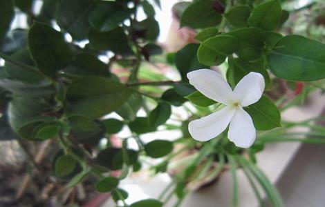 铁茉莉的修剪与造型（铁茉莉怎样修剪形状）