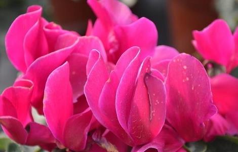 仙客来烂根怎么处理 仙客来烂根处理视频