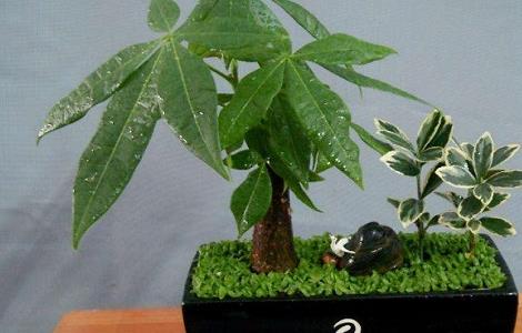 发财树烂根怎么补救 发财树树干变软怎么办