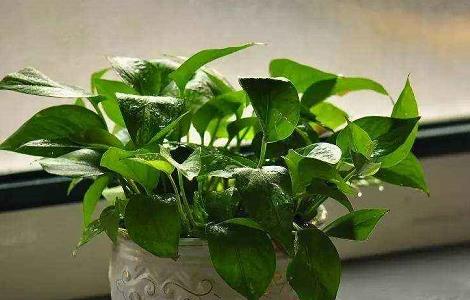 绿萝烂根怎么办 盆栽绿萝烂根怎么办