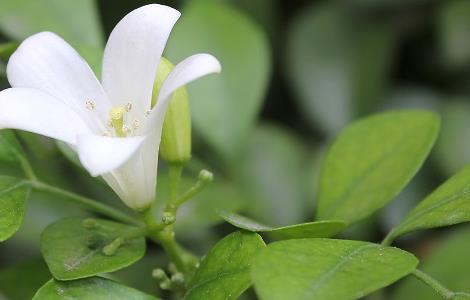 九里香的叶子干枯怎么办（九里香干枯落叶怎么办）
