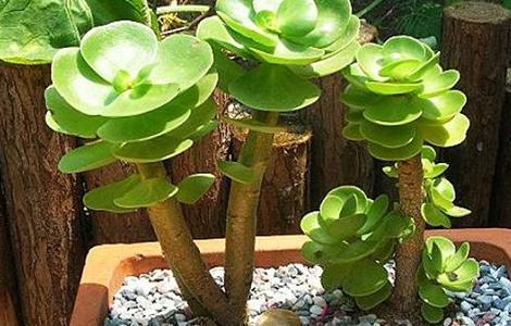 金钱木掉叶子怎么办（金钱木掉叶子掉光了）