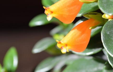 金鱼吊兰为什么掉叶子 金鱼吊兰为什么掉叶子呢