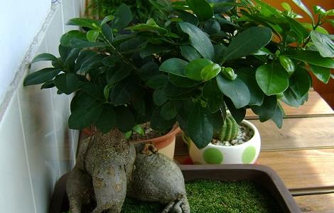 人参榕掉叶子怎么回事（人参榕掉叶子的救治方法如下）