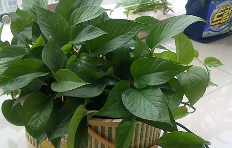 冬天绿萝叶子发黄是怎么回事（冬天绿萝叶子发黄是怎么回事儿）