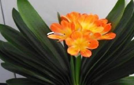 君子兰浇水的方法 君子兰浇水的方法视频