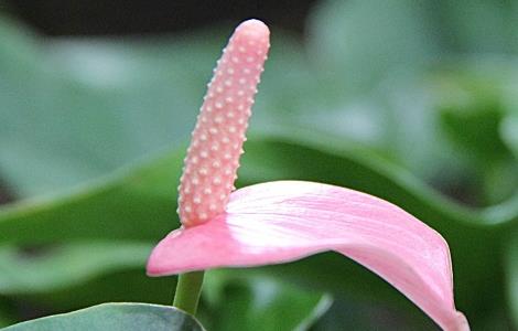 粉掌叶子发黄的原因和处理办法（粉掌老叶片发黄怎么办）