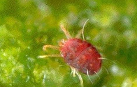 栀子花常见的病虫害及防治方法（栀子花病虫害图片及怎么防治）