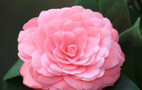 茶花掉叶子原因及解决方法（茶花掉叶子是什么问题）