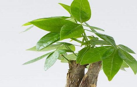 发财树叶子下垂怎么办（发财树叶子发软下垂怎么办）