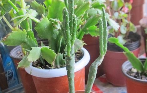 姬珊瑚的养殖方法和注意事项（姬珊瑚的养殖方法和注意事项）