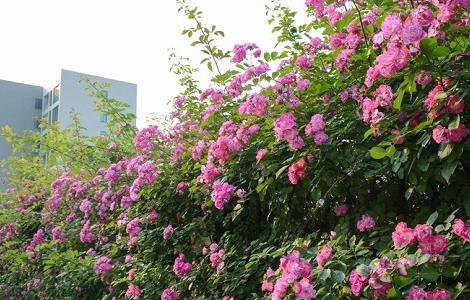 蔷薇花叶子发黄的原因和处理办法 蔷薇花叶子发黄的原因和处理办法视频