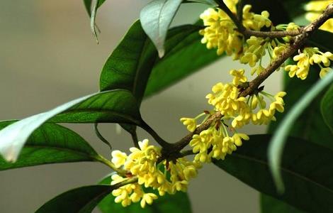 桂花叶子发黄原因及解决方法(桂花叶发黄什么原因)