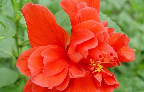 扶桑花有毒吗 扶桑花有毒吗可以在家养吗