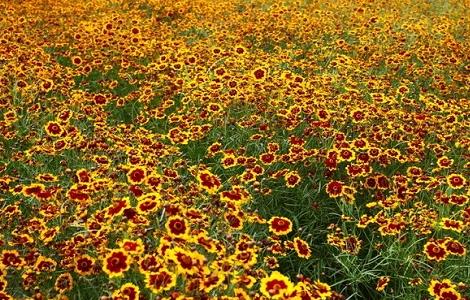 蛇目菊的种植方法及习性（蛇目菊是宿根花卉吗）