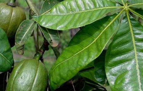 发财树冻伤的处理办法（发财树冻伤的治疗方法）